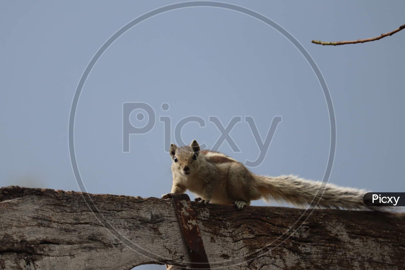 Beautiful squirrel photo in Punjab, India