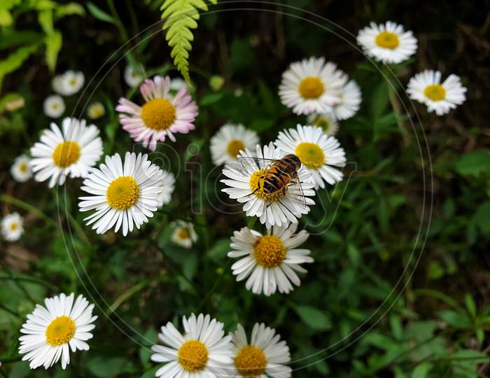 Macro Photography - High angle view of honey bee on tiny white daisy, Honey bee sucking juice from flower - Stock Photo