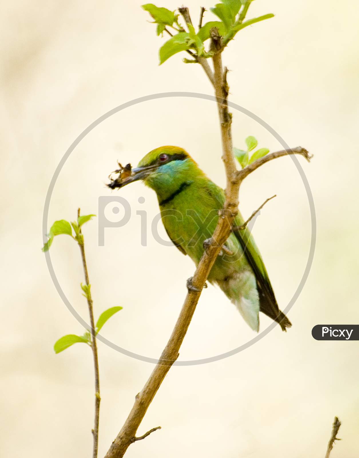 Green Beeeater with Kill