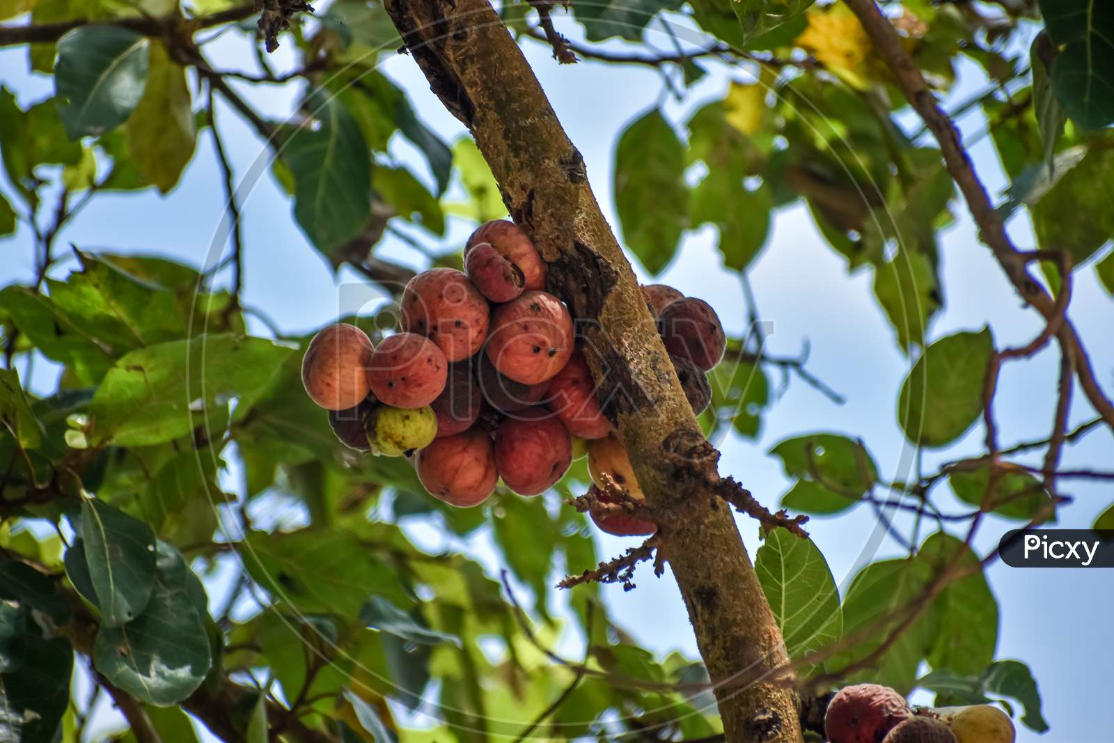 Cluster fig fruits