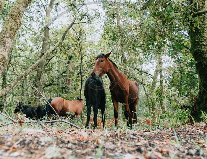 Vertical Wide Angle Shot Of Two Wild Horses In The Forest During A Bright Day