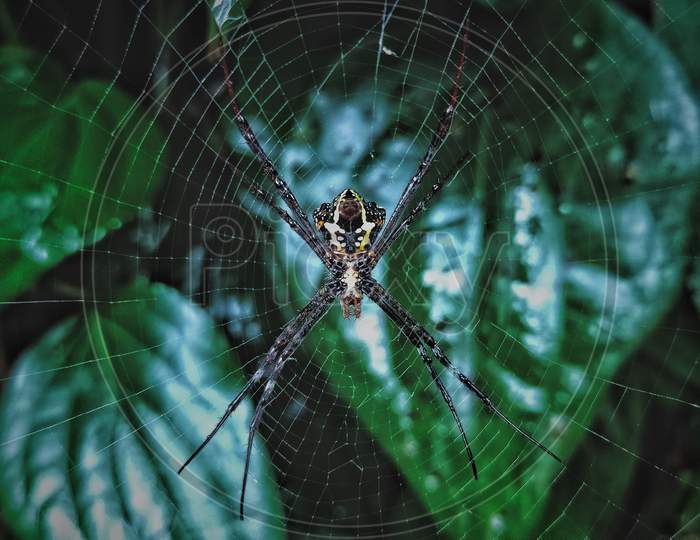 spider in spider web