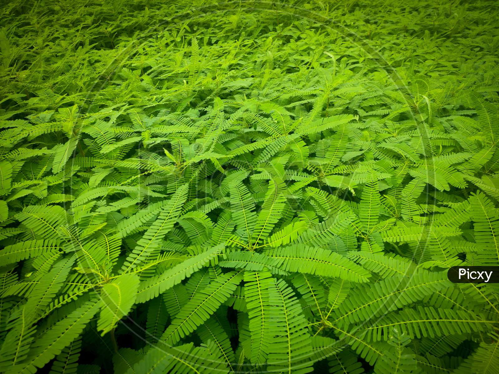 Fertilizer green plant