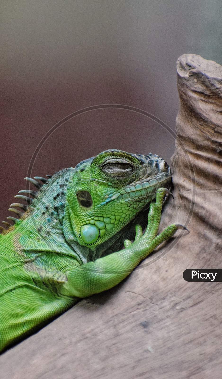 Green Iguana sleeping on a stem
