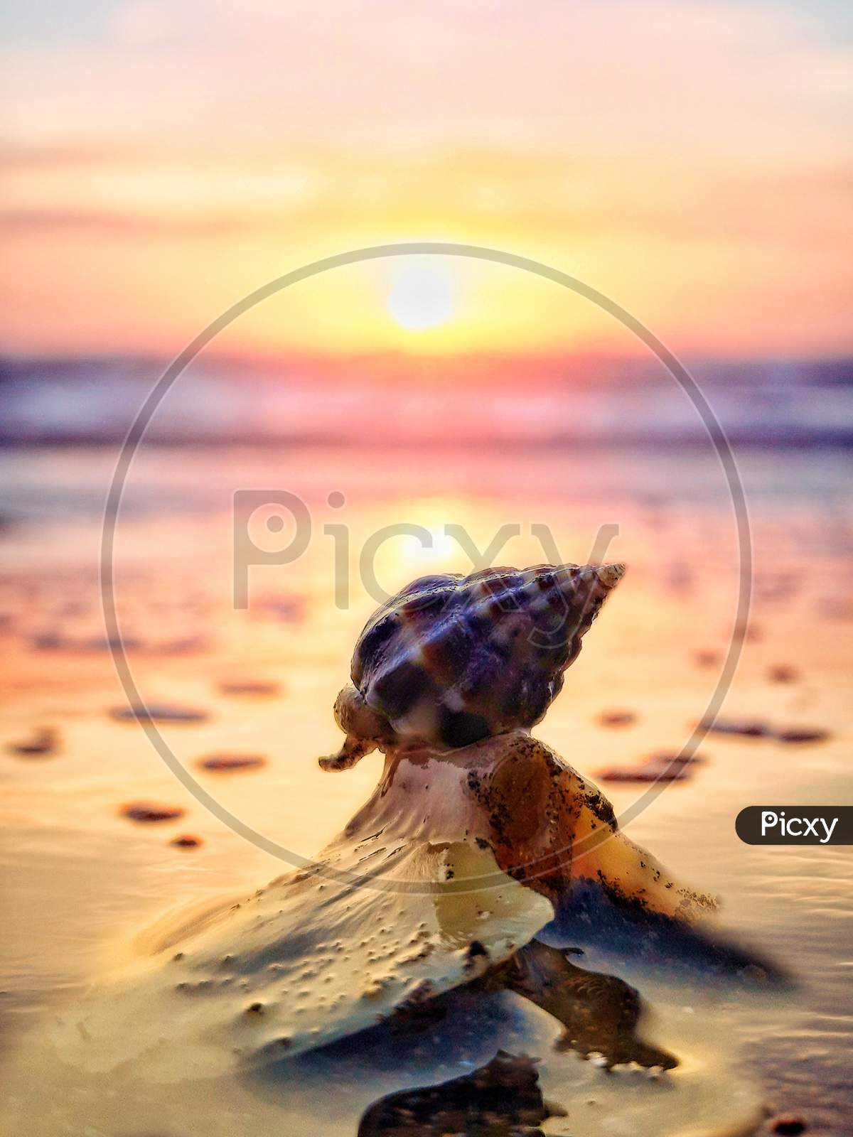 Colorful Sea shell on beach