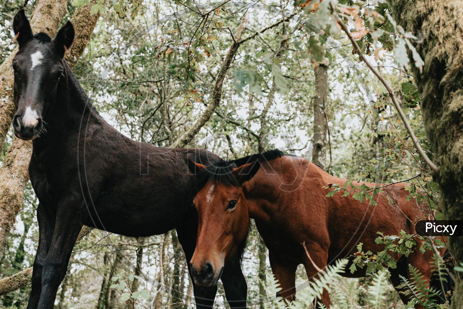 Close Up Of Two Young Wild Horses In The Forest During A Bright Day With Copy Space