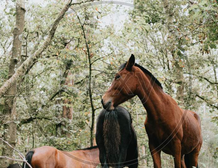 Close Up Of Two Wild Horses In The Forest During A Bright Day With Copy Space
