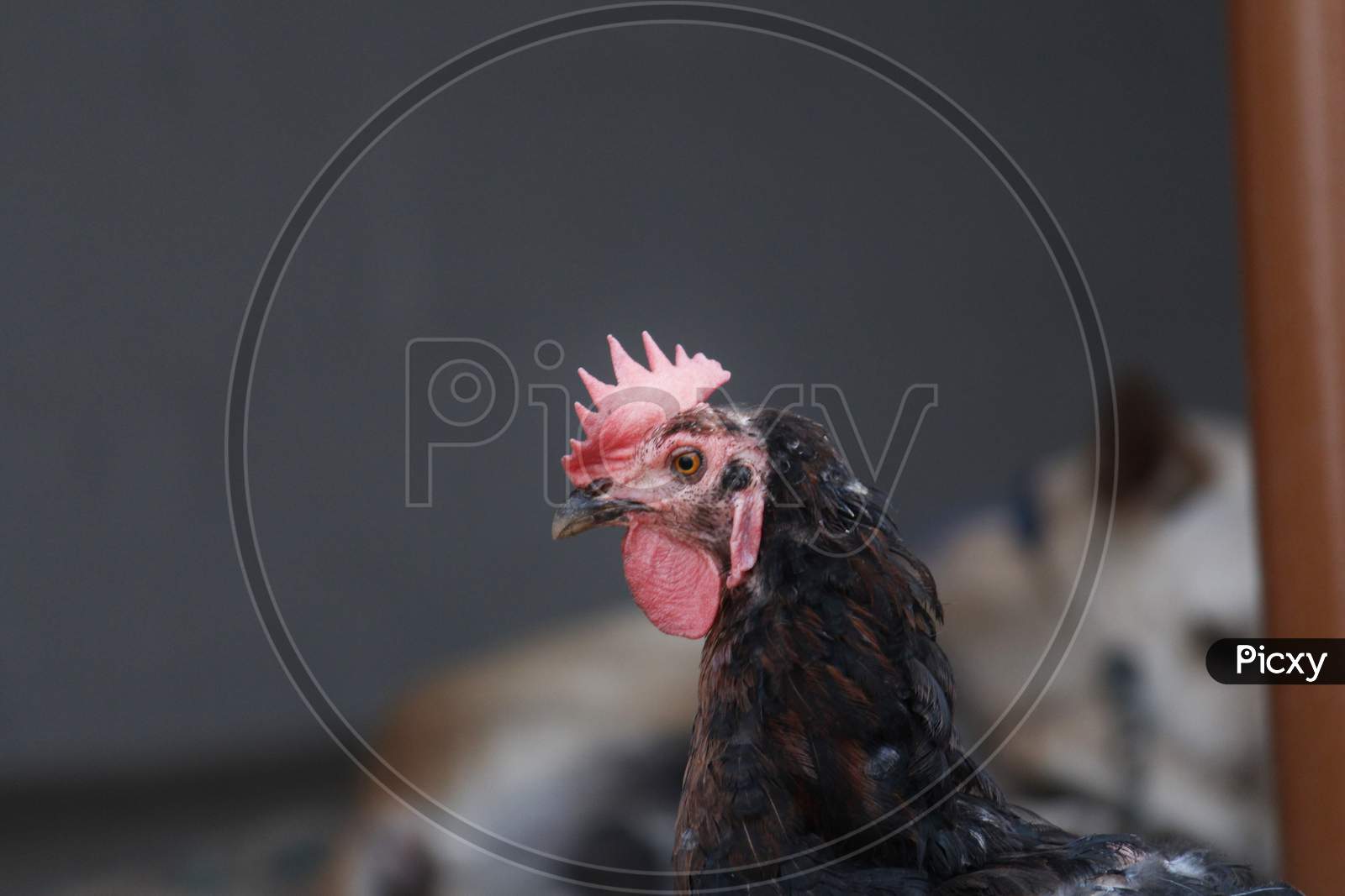 Female country chicken
