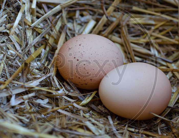 egg image closeup