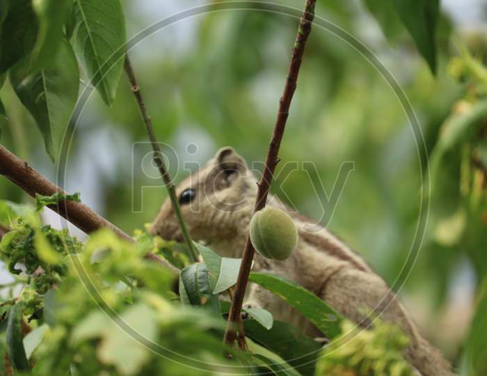 Beautiful squirrel eating fruits photo, Punjab, India.