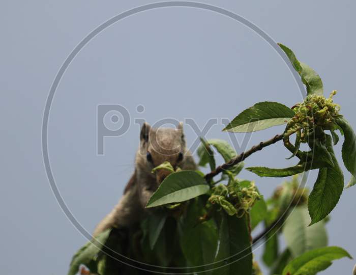 Beautiful squirrel eating fruits photo in Punjab, India.