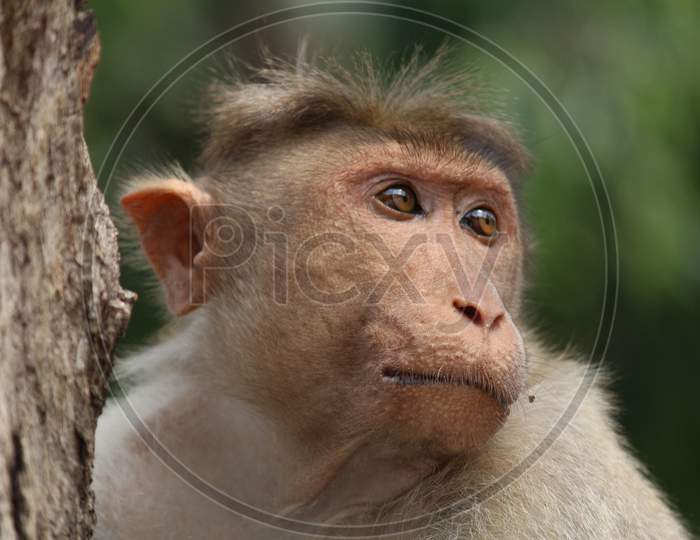 Indian monkey