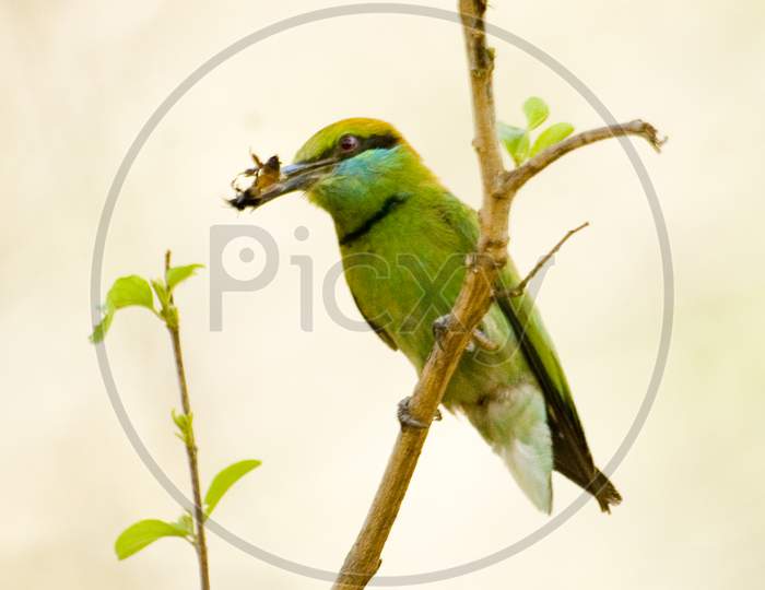 Green Beeeater with Kill