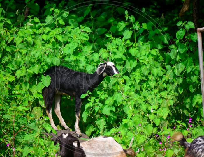 Black Goat In Green