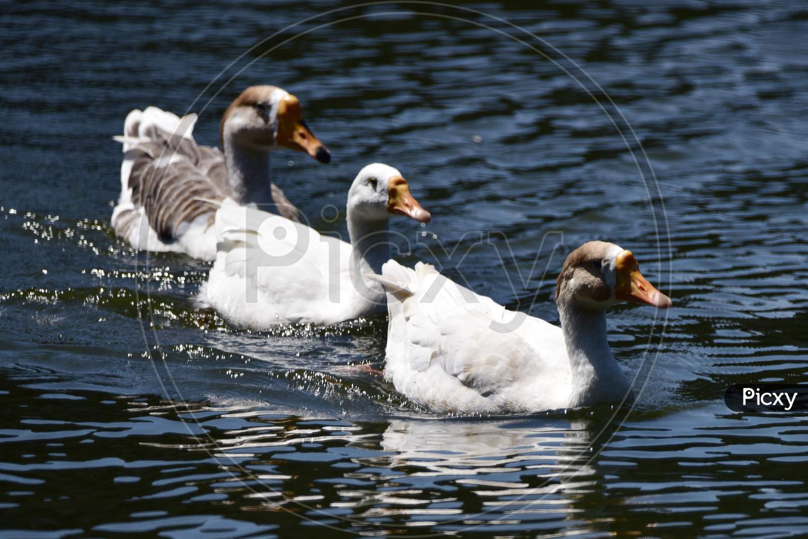 A Flock Of White Geese Swim On  Joor Pukhuri In Guwahati On Sep 20,2020.