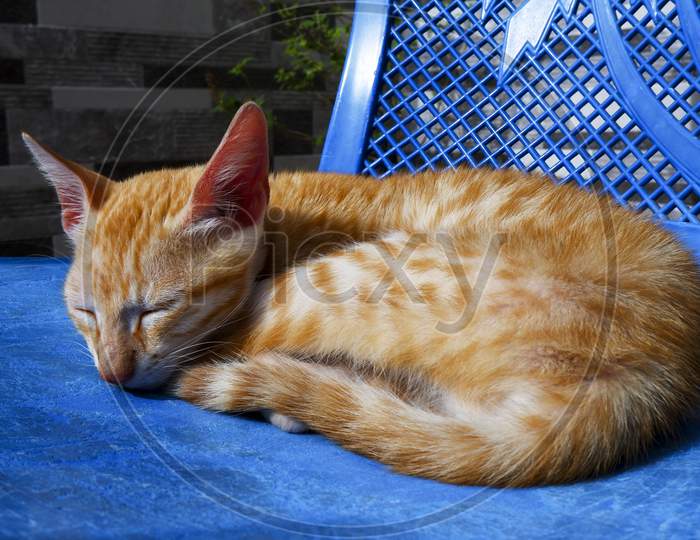 Close View Of Orange Striped Kitten Sun Bathing On Blue Chair In Morning