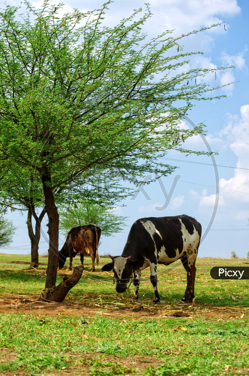 A Cattle Is Eating Dry Grass Below Tree And Clouds