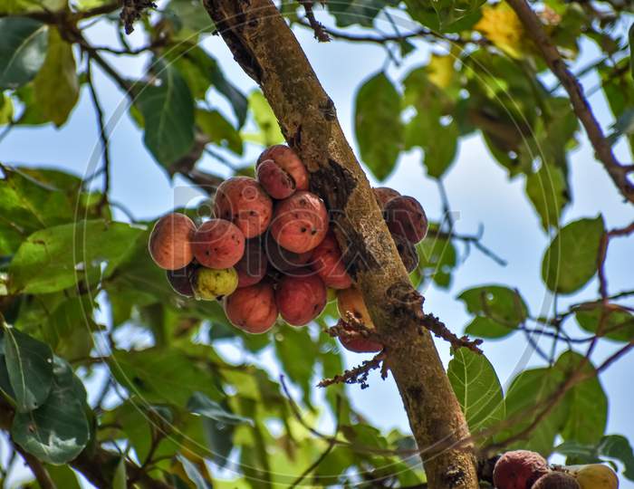Cluster fig fruits