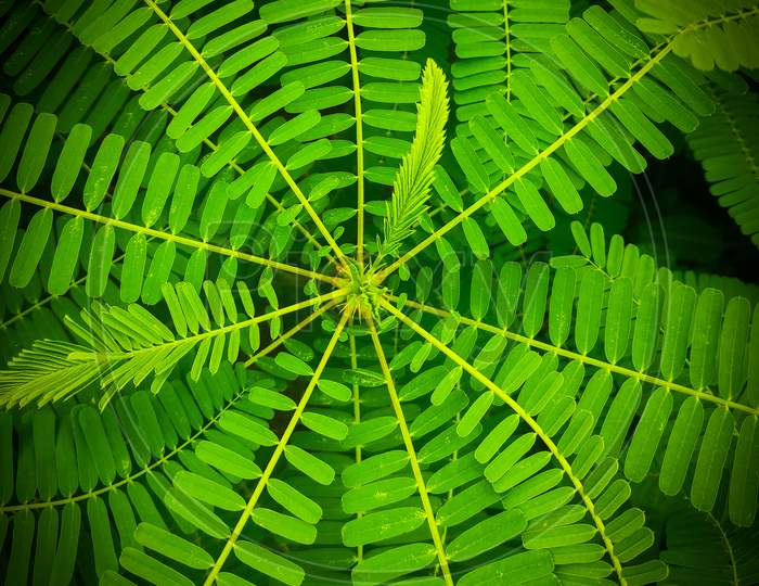 Beautiful plant closeup