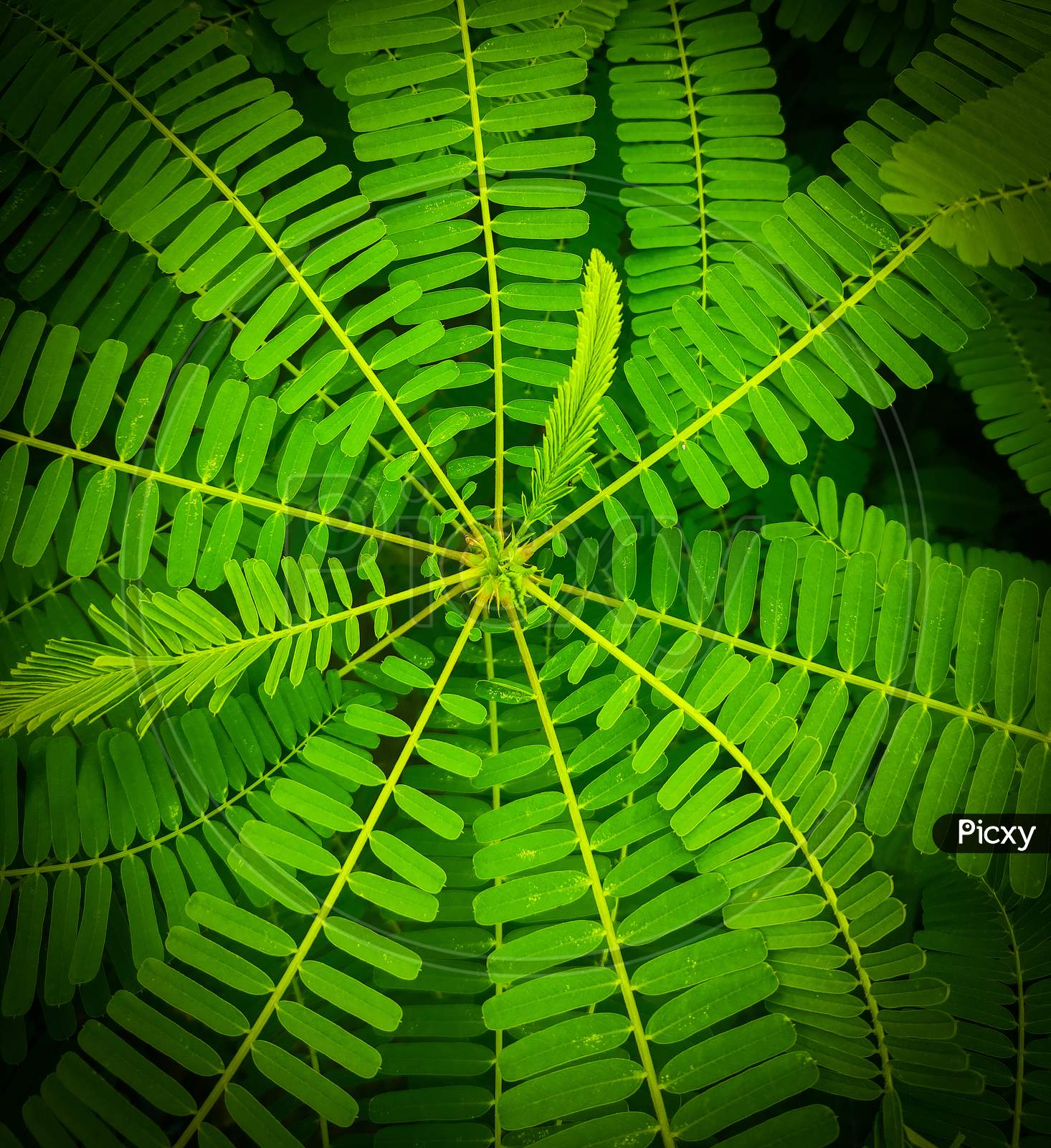 Beautiful plant closeup