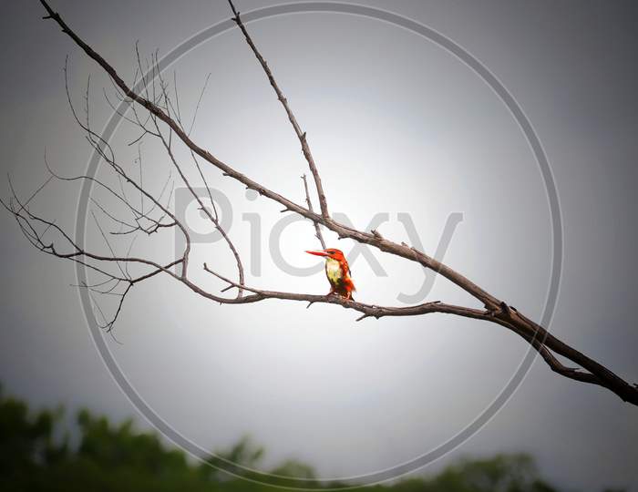 kingfisher bird on a stem