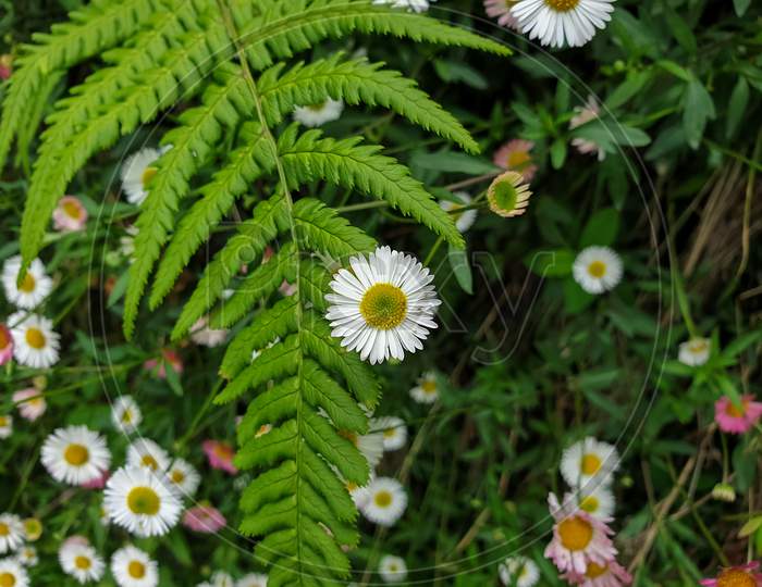 High angle view of beautiful little white and pink daisy flowers with fern leaf in summer season of hilly area of Himachal Pradesh