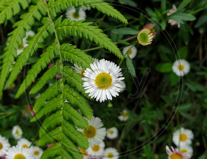 High angle view of beautiful little white and pink daisy flowers with fern leaf in summer season of hilly area of Himachal Pradesh