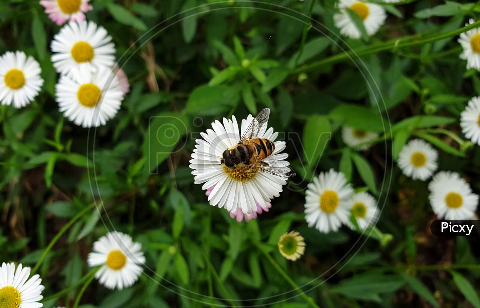 Macro Photography - High angle view of honey bee on tiny white daisy, Honey bee sucking juice from flower - Stock Photo