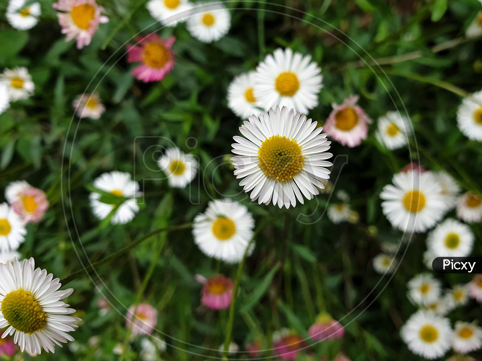 High angle view of tiny white and pink color daisy flowers, Photo of small pink daisy and white daisy, Beautiful tiny colorful flowers - Stock Photo