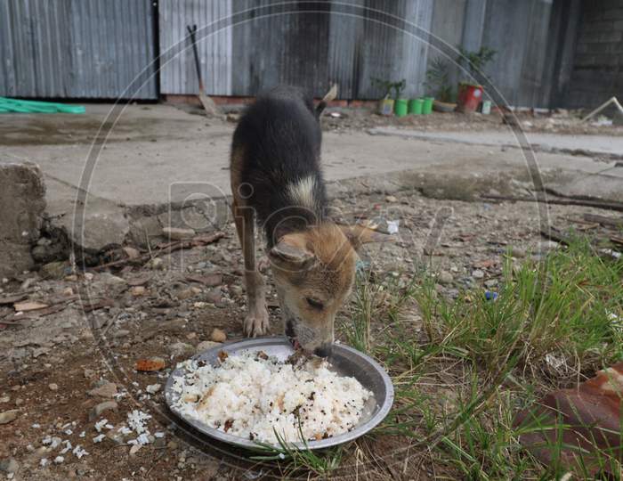 Feeding skinny and abandoned street dog in Arunachal Pradesh photo