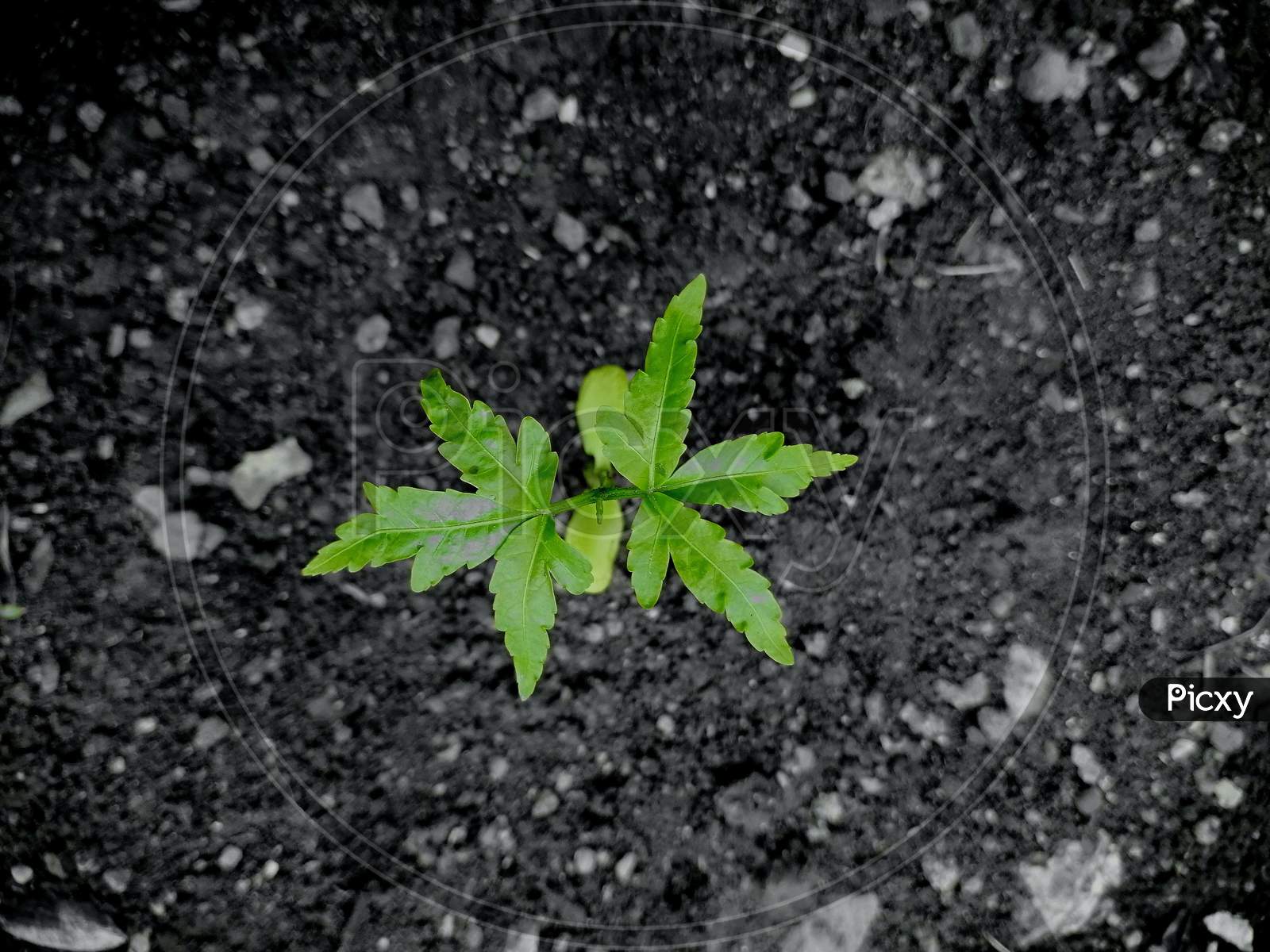 Green neem plant