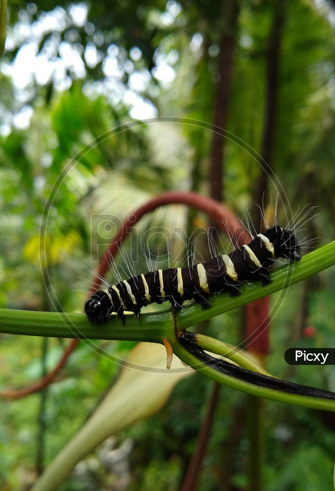 Black and yellow striped caterpillar