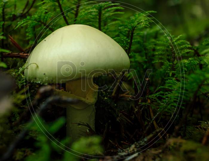 Yellow Death Cup Mushroom Growing In A Green Rain Forest