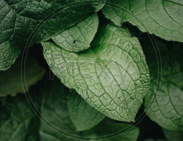 Image of Close-Up Green Plant For Background, Green Mint Texture