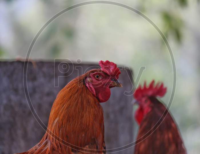 Male country chicken
