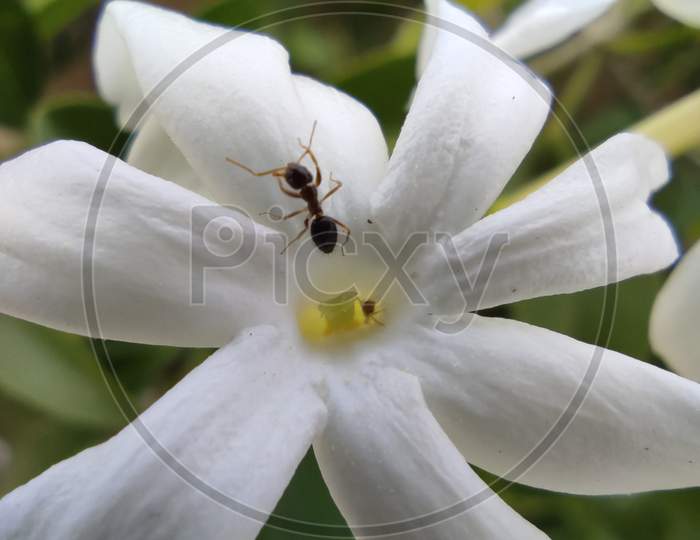 Ant on lily plant ant Macro photo