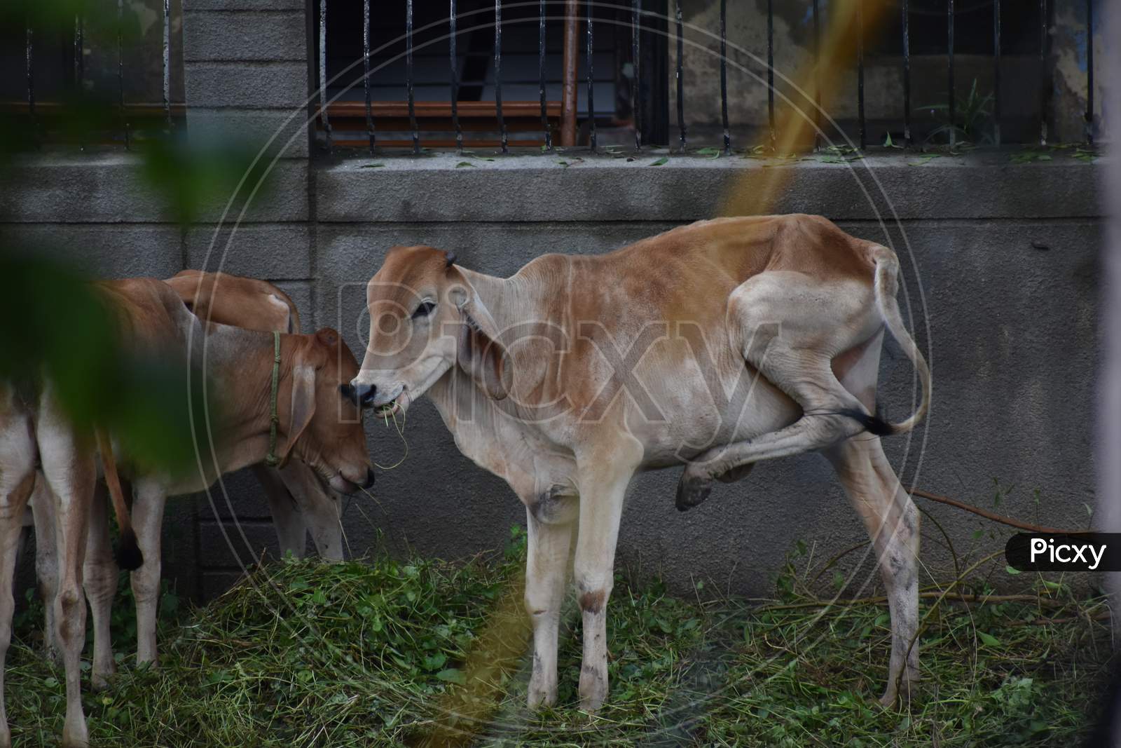 Cow at Ahmedabad