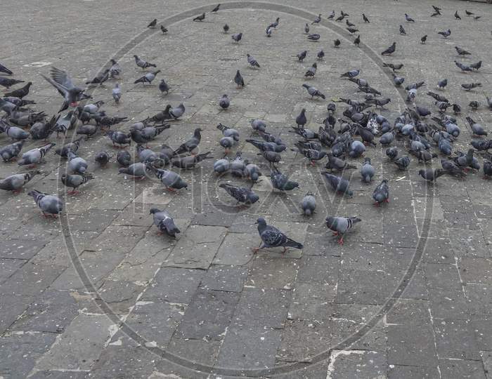 Pigeons eating seeds