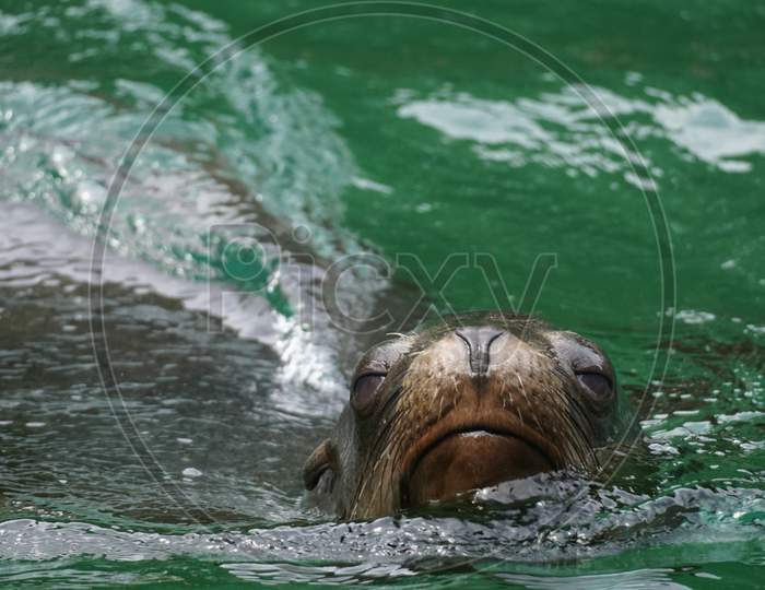 sea lion image