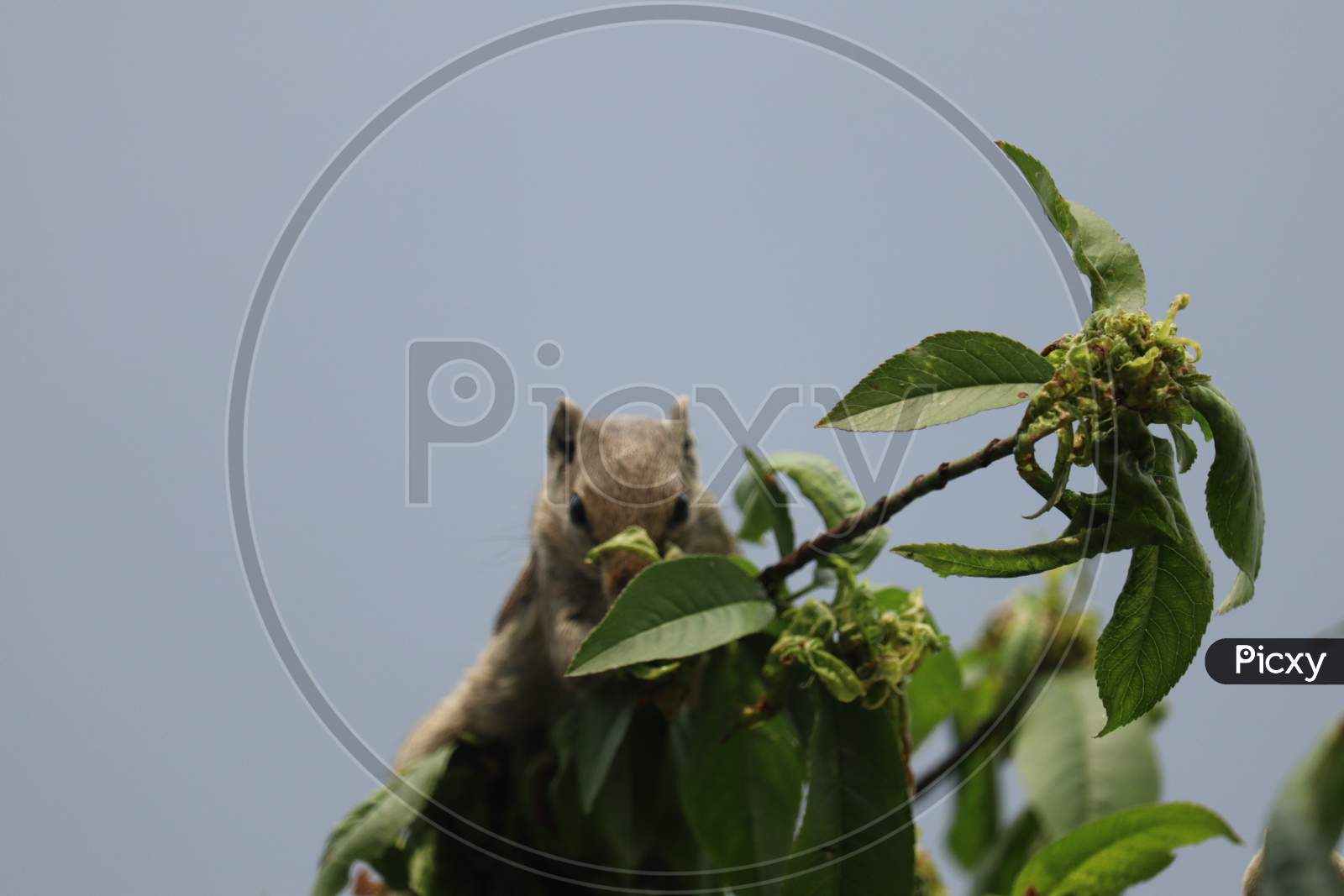 Beautiful squirrel eating fruits photo in Punjab, India.