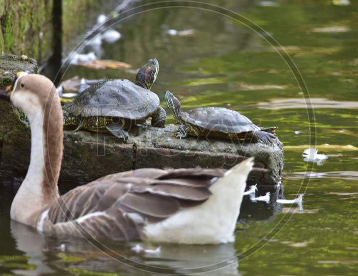 A Geese And A Turtle Near Jorpukhuri Pond On A Hot Summer Day, In Guwahati On Sep 20,2020.