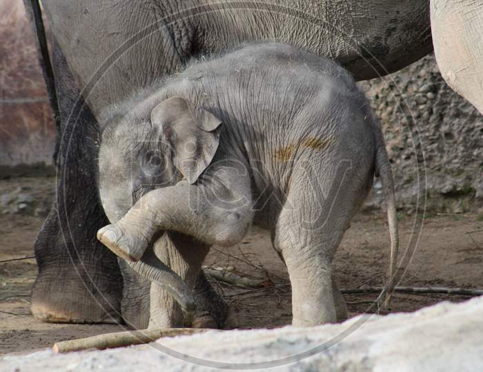 elephant image closeup captured