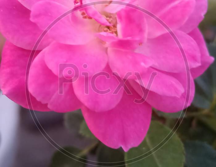 Pink rose 🌹
