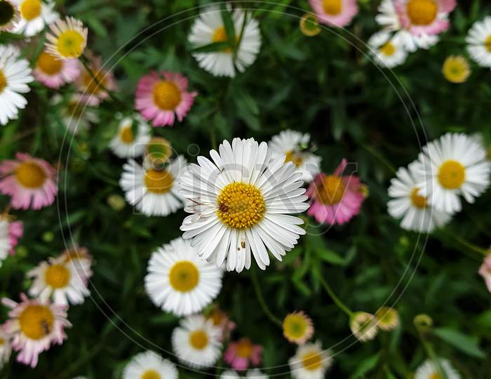Macro shot of rotten petals of tiny daisy flower, Closeup of beautiful small white daisy with colorful daisy flowers in background