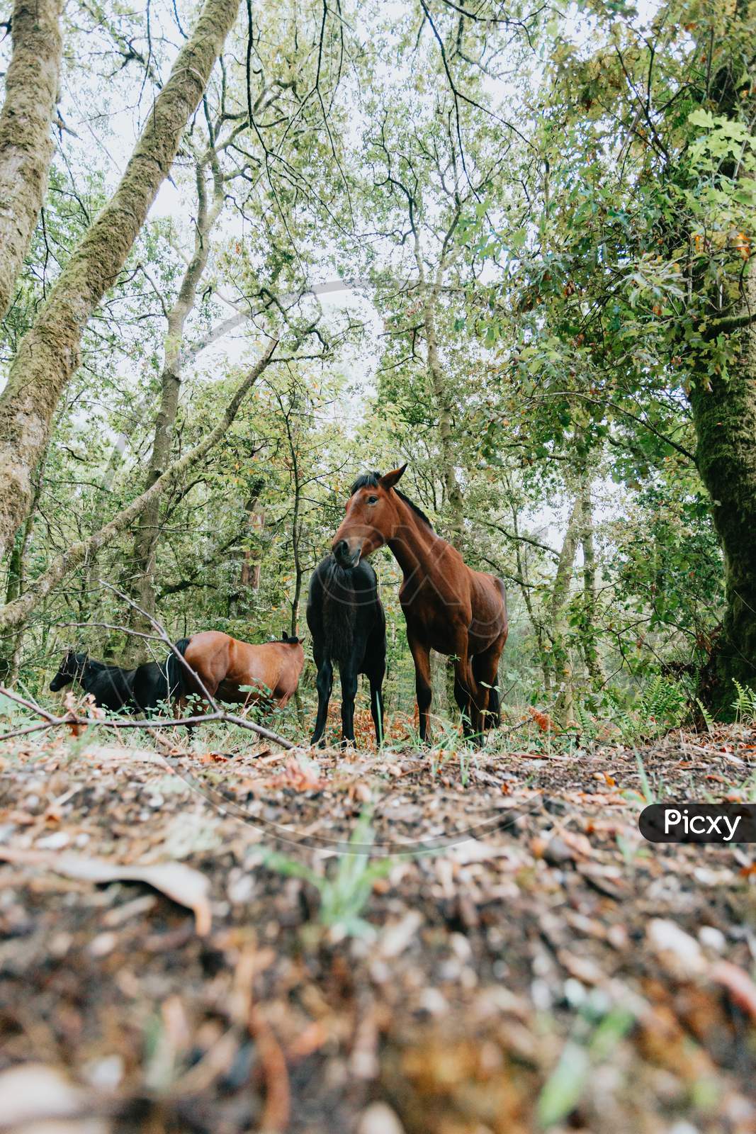 Vertical Wide Angle Shot Of Two Wild Horses In The Forest During A Bright Day