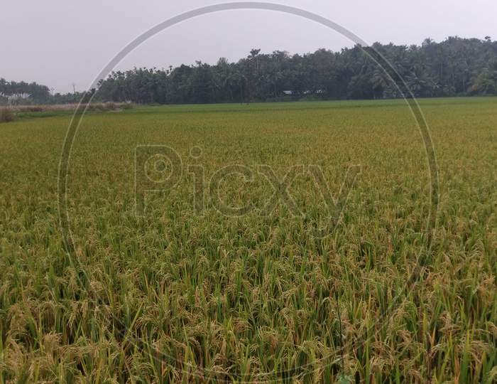 Yellow Rice paddy field in kerala, India
