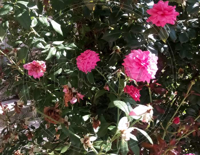 It is a beautiful flower. It is a rose plant. Its flower is pink in colour. It very beautiful.