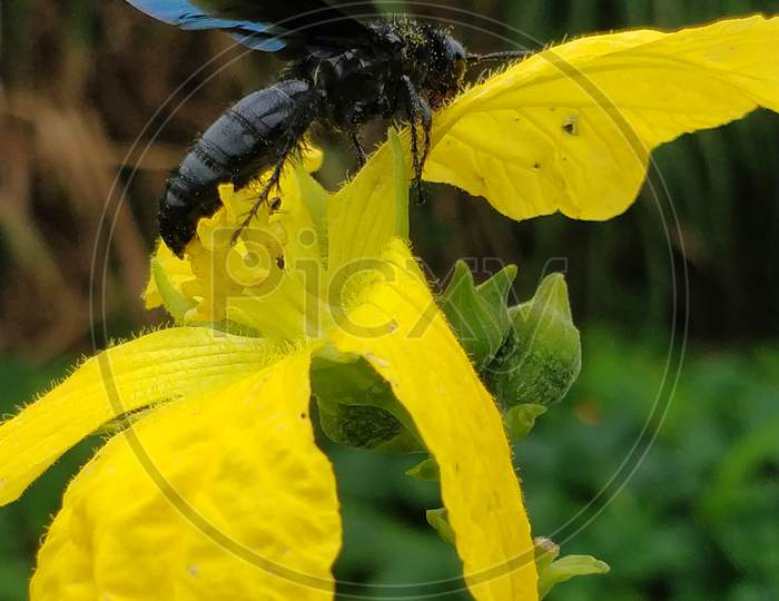 Black Wasp Insect on yellow flower