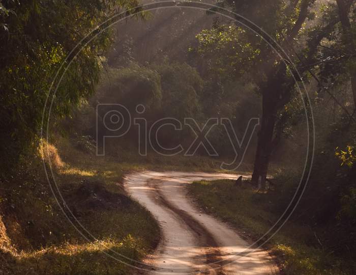 A morning in the tiger reserve and a Pench national park. Sun rays passing through the canopy of trees and creating a scenic view on the roads. The mist & fog add more beauty to the image.
