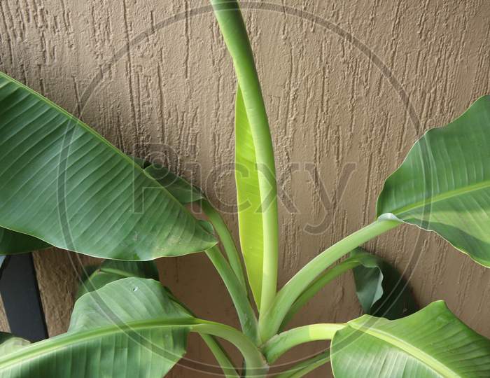 Growing banana leaf